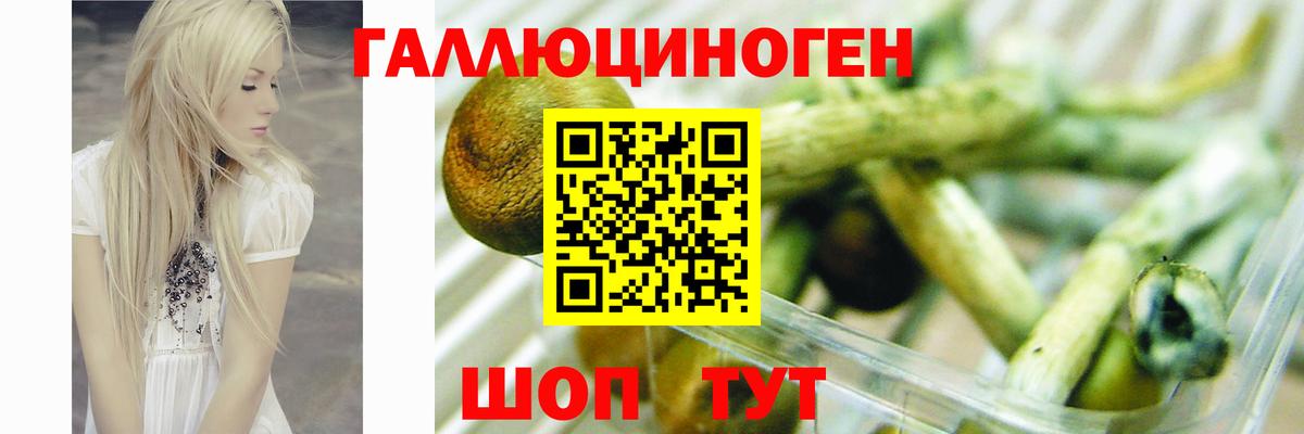 Псилоцибиновые грибы Psilocybe Курган